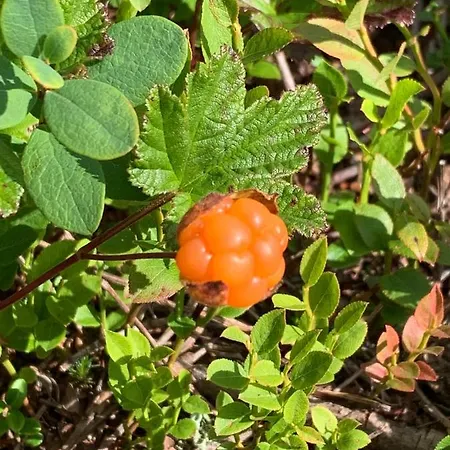 بيت للعطل Starflower Of Yllaes *