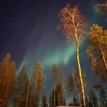 Starflower Of Yllaes Ylläsjärvi