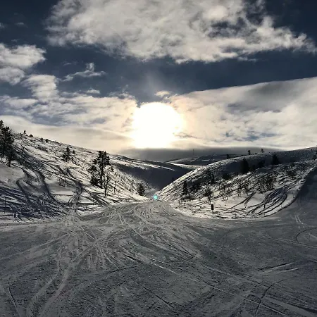 Starflower Of Yllaes Ylläsjärvi