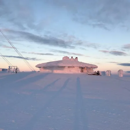 Starflower Of Yllaes Ylläsjärvi