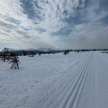 Starflower Of Yllaes Ylläsjärvi