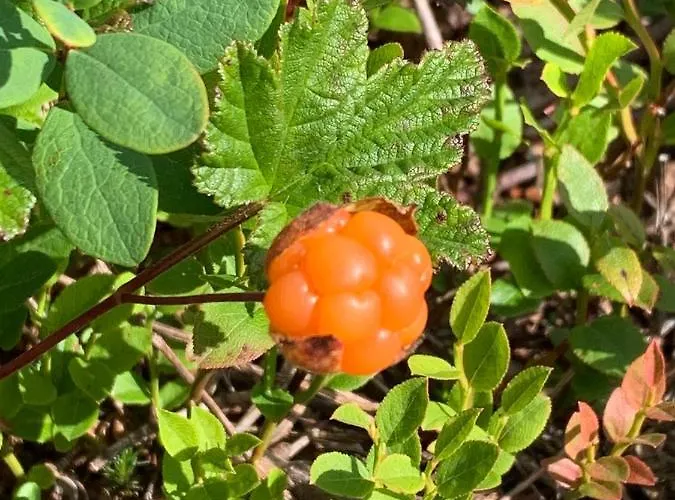 Σπίτι διακοπών Starflower Of Yllaes *