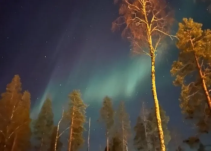 Starflower Of Yllaes Ylläsjärvi