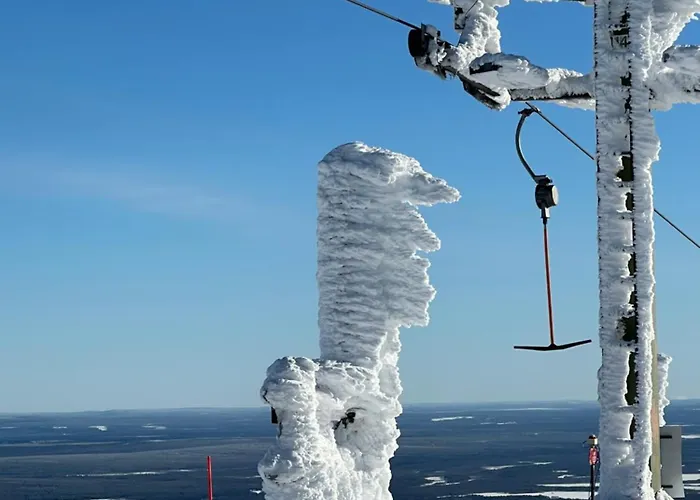 Starflower Of Yllaes Ylläsjärvi