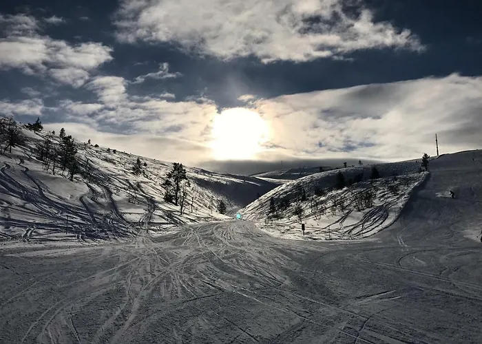 Starflower Of Yllaes Ylläsjärvi
