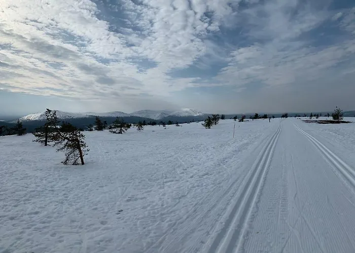Starflower Of Yllaes Ylläsjärvi