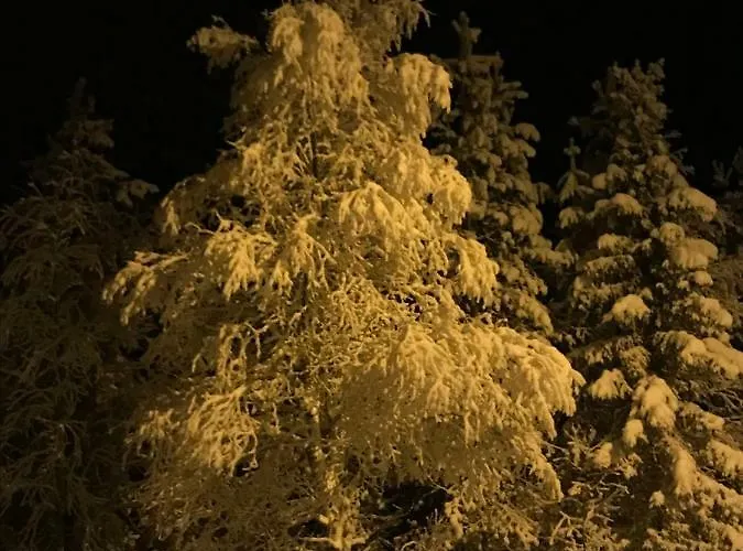 Starflower Of Yllaes